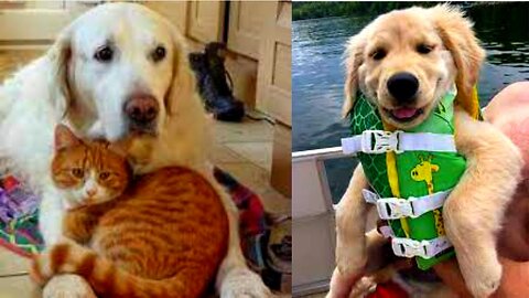Funniest Animals 2023 😂 Funny Cats and Dogs 🐱🐶 | Funny Animal Videos 2023#34