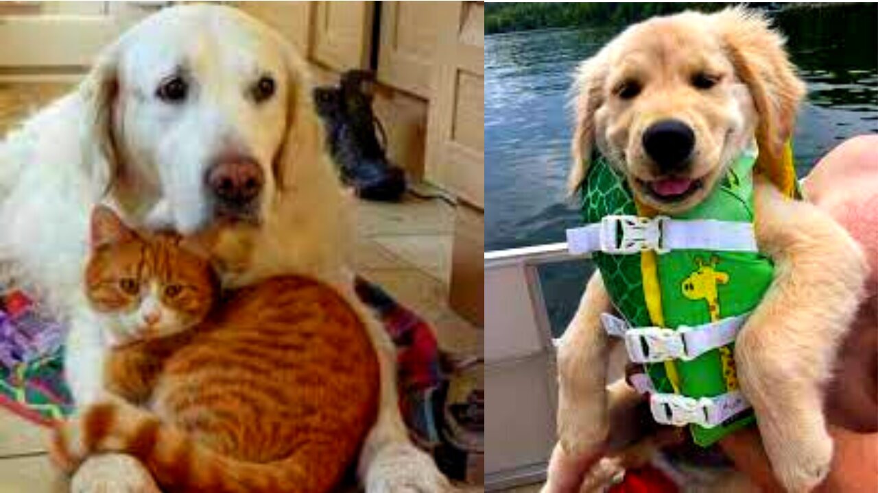 Funniest Animals 2023 😂 Funny Cats and Dogs 🐱🐶 | Funny Animal Videos 2023#34