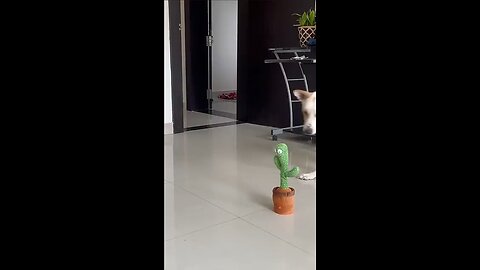 dog react to talking cactus toy plant