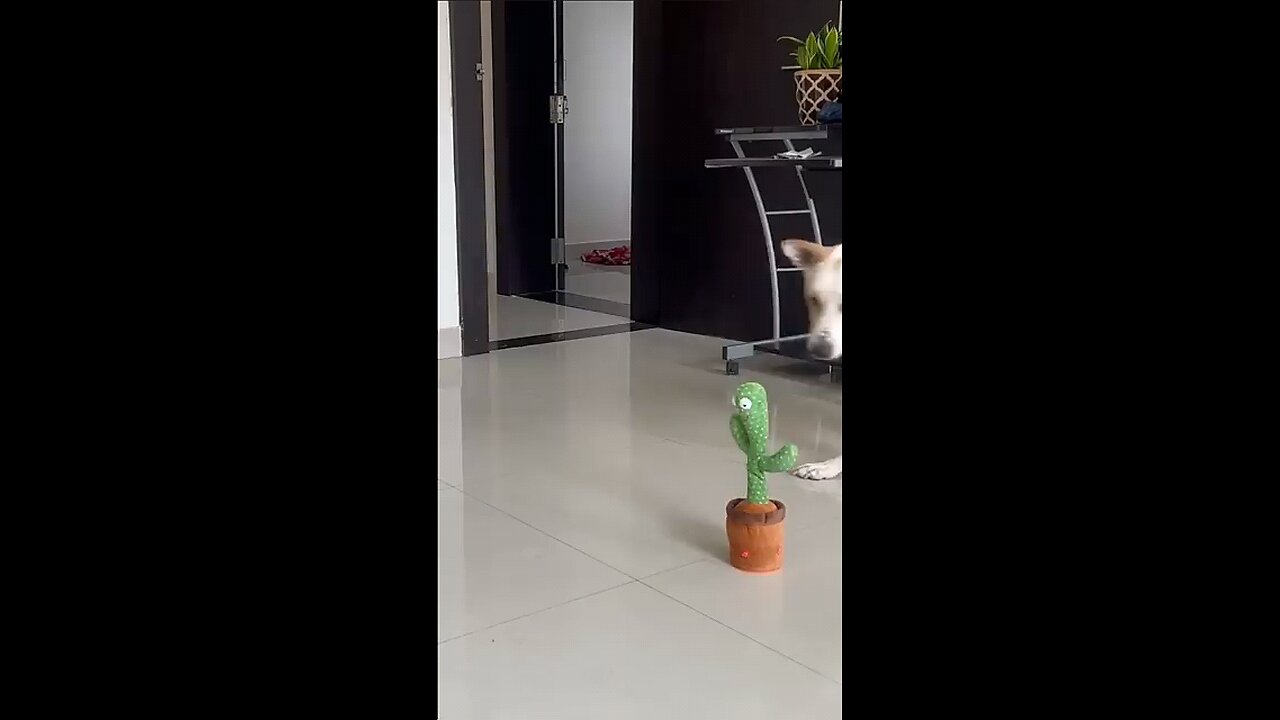 dog react to talking cactus toy plant