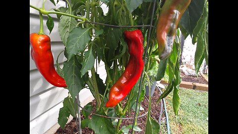 4th Giant Marconi Pepper Harvest 9/23/24