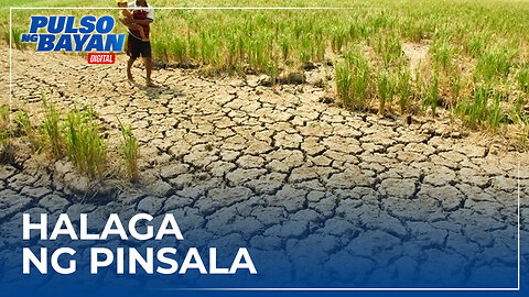 Produksyon ng palay sa unang bahagi ng 2024, bumaba -PSA