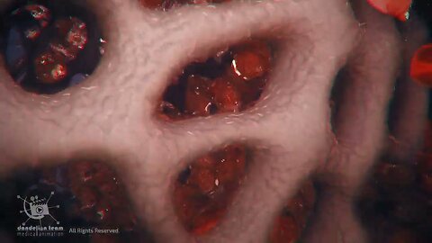 physiology of orgasm in male-3D male Body and Biology