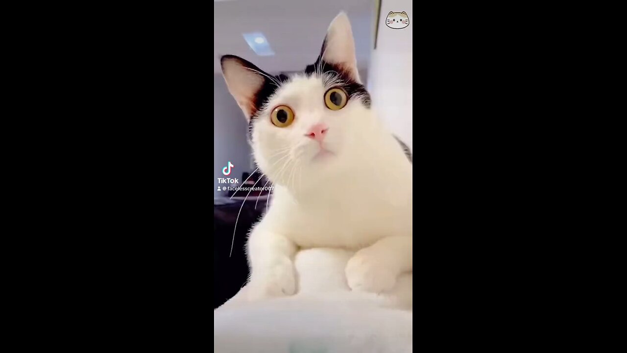 #cats #funny #animal #viral #ramble #tiktok #youtube #USA ##southafrica