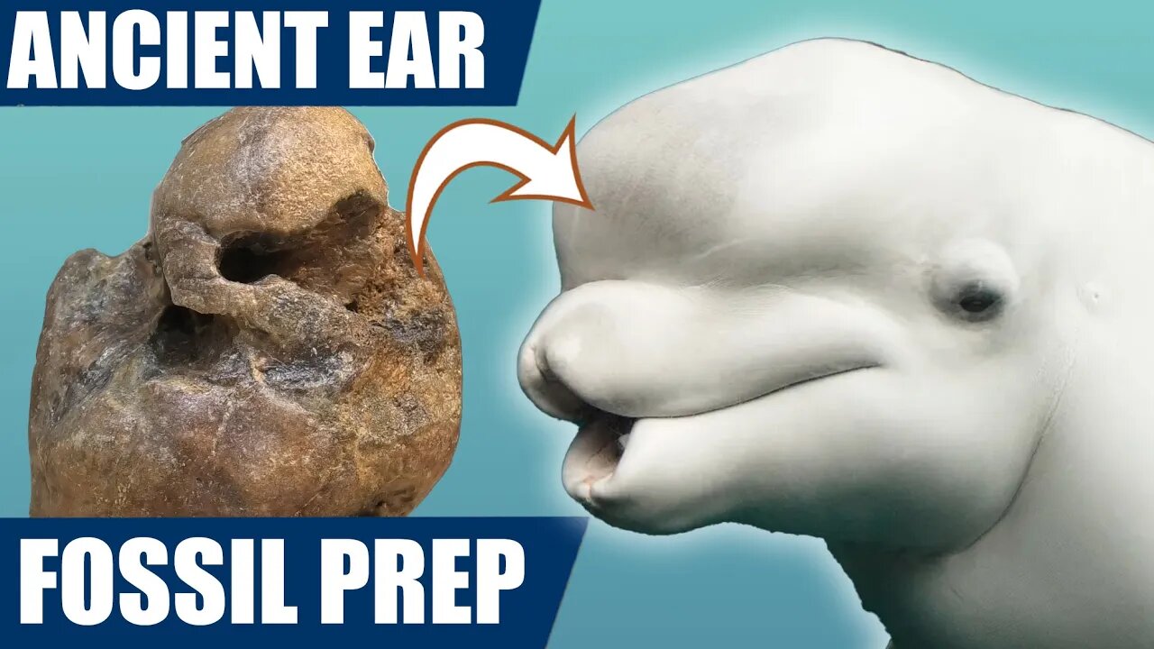 I found an ancient ear fossil on the beach and prepped it, also mailbag