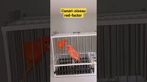 Canari-oiseau red-factor