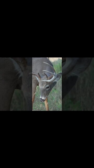 Deer Antler is not BONE #shorts #deer #deerhunting #biology