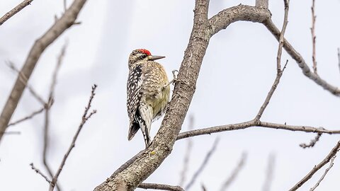 Yellow-Bellied Sapsucker, Sony A1/Sony Alpha1, 4k