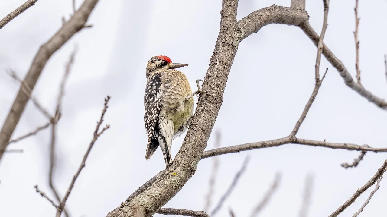 Yellow-Bellied Sapsucker, Sony A1/Sony Alpha1, 4k