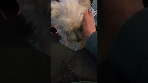 Frankie loves a good scratch, 50 times a day