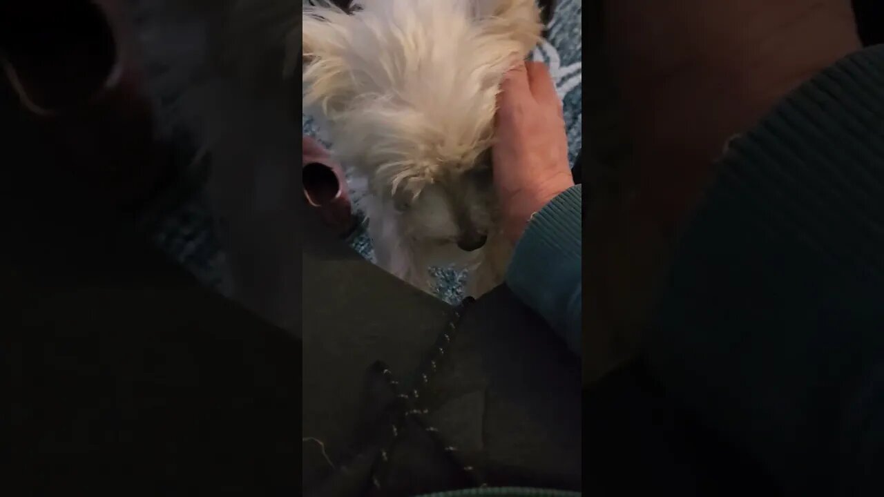Frankie loves a good scratch, 50 times a day