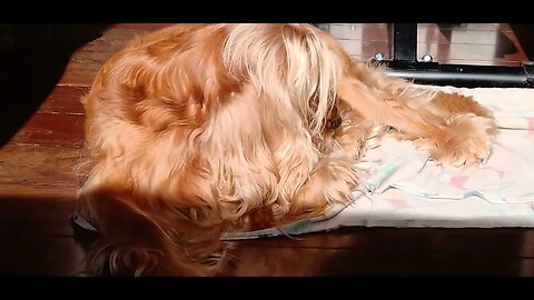 #dogshow , #amimals , #dogs , #shorts