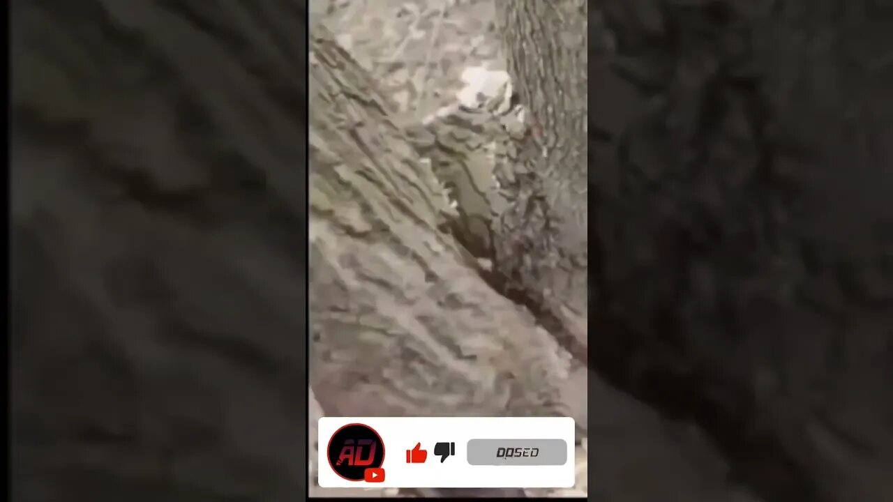 Beaver Caught by a Tree **WARNING GRAPHIC** #nature #beavers