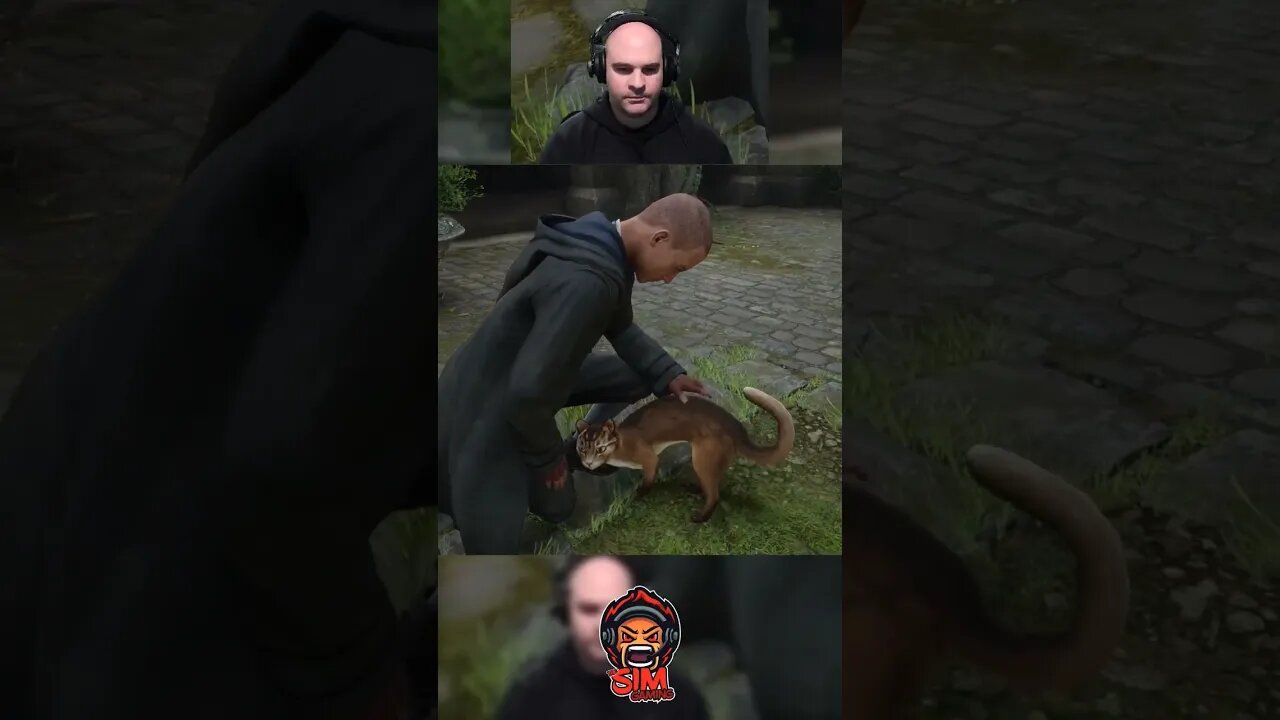 Every #cat I see in #hogwartslegacy #gamer #gaming #videogames #clip #clips #callofduty #pet #pets