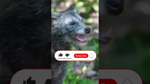 Raccoon