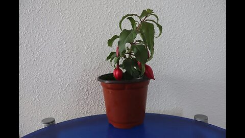 Propagating Fuchsia from Cutting