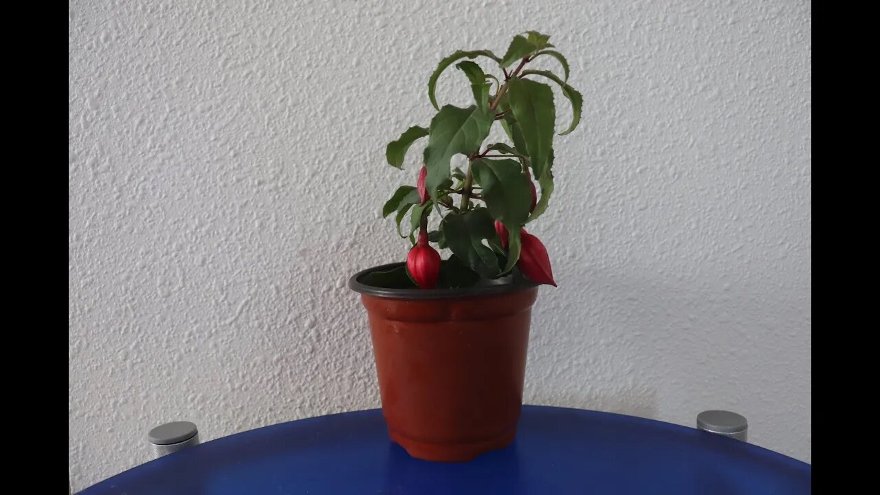 Propagating Fuchsia from Cutting