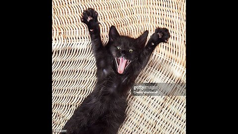 Funny cats 😂 episode2