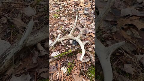 Walking up on a Shedded Antler! #deer #shortvideo #antlers