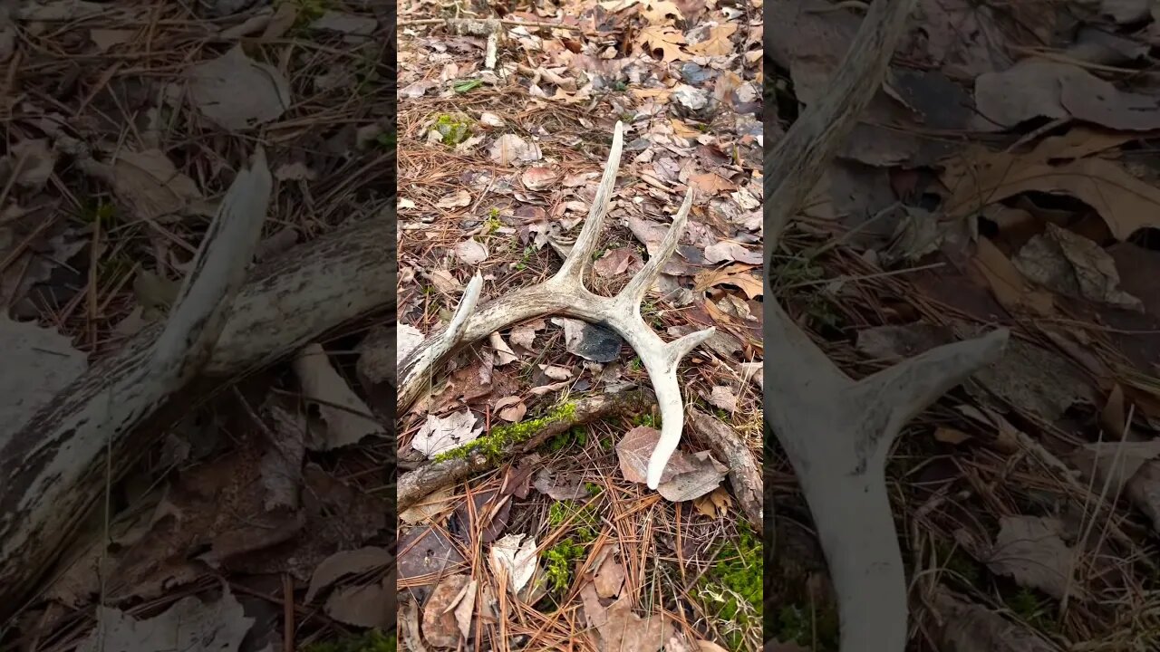 Walking up on a Shedded Antler! #deer #shortvideo #antlers