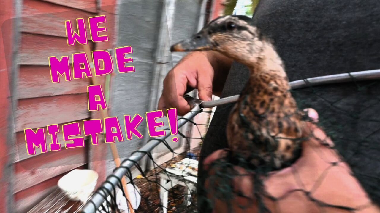 We Made A Big Mistake With Our New Baby Duck!