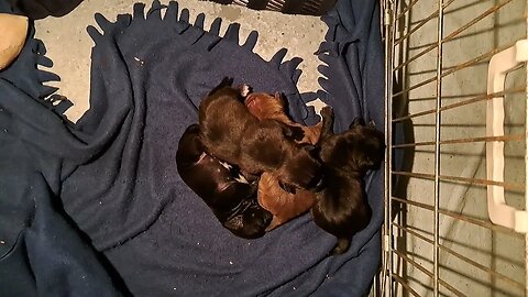 warmth lamp use OBI2023 BABY PATTERDALE TERRIERS day 5 Irish bull&terrierfell BSL puppies pups puppy