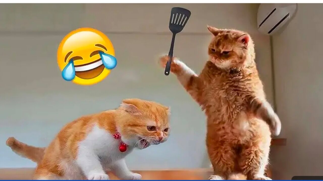 funny cat / cat funniest / cat loves