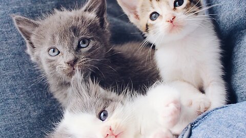 Try Not to LAUGH! 😹 Cute and SURPRISED Cats That Will Make You Smile 😻 (#242) #Clips