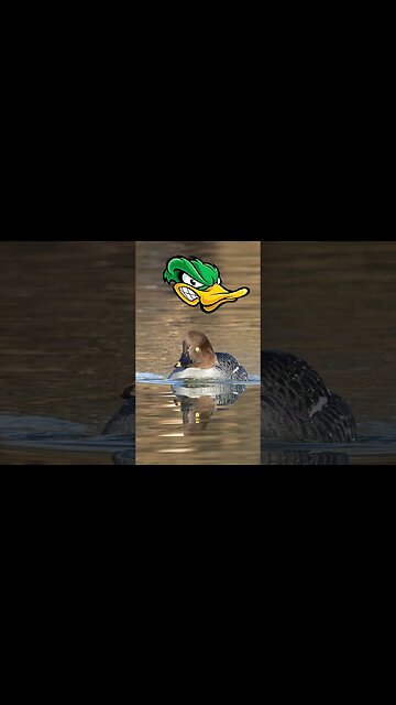 Is this the Maddest Duck in the World? #wildlifephotography
