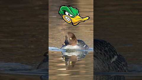 Is this the Maddest Duck in the World? #wildlifephotography