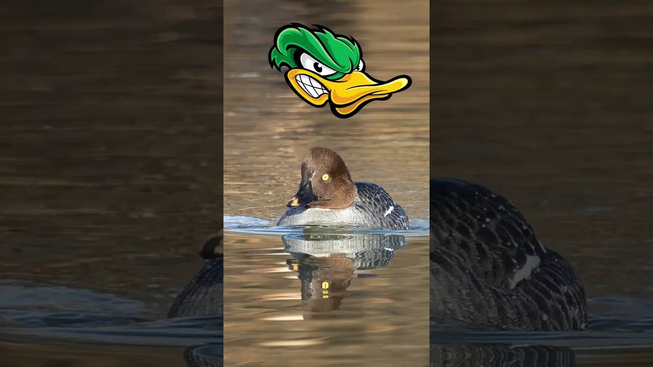 Is this the Maddest Duck in the World? #wildlifephotography