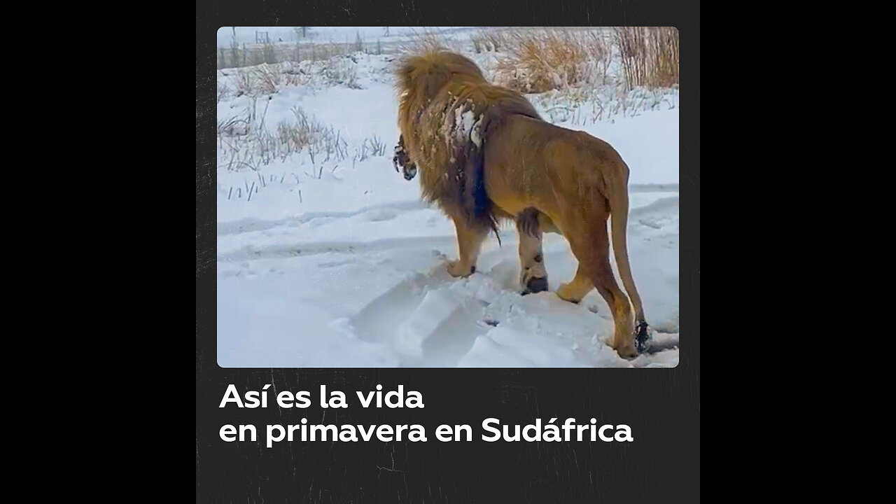 Sudafricanos dan la bienvenida a la nieve en los primeros días de primavera austral