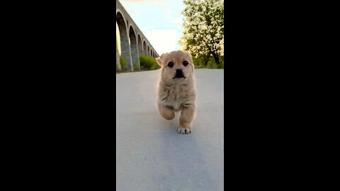 Running Puppy