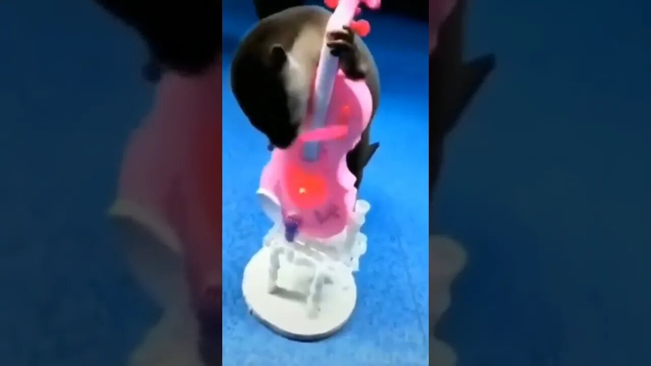 cute animals #short #shorts #cute animals 81