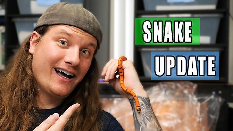 Are these Snakes Doing OK?