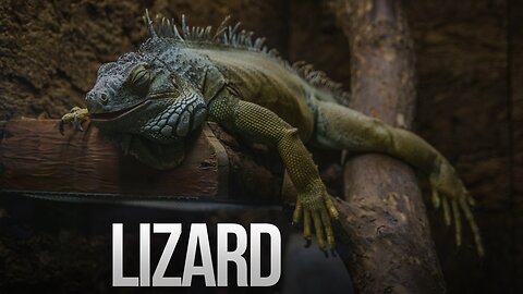 Scaly Creatures of the WILD Lizards Reptiles!