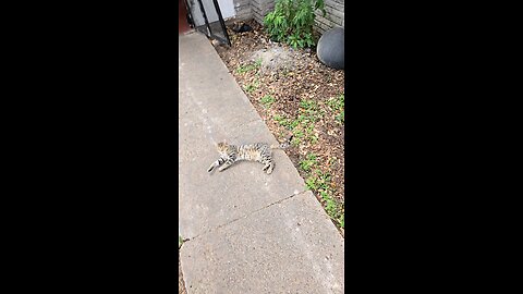 kitty