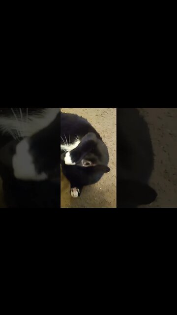 I gave moonpie catnip #shorts #shorts #shortsvideo #shortsfeed #youtubeshorts #catvideos #cat