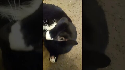 I gave moonpie catnip #shorts #shorts #shortsvideo #shortsfeed #youtubeshorts #catvideos #cat