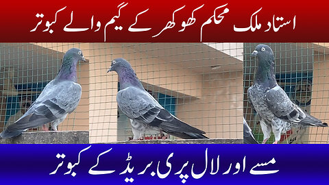 Ustad Malik Mohkam Khokhar 's Game Walay Pigeons Watch In HD Urdu/Hindi