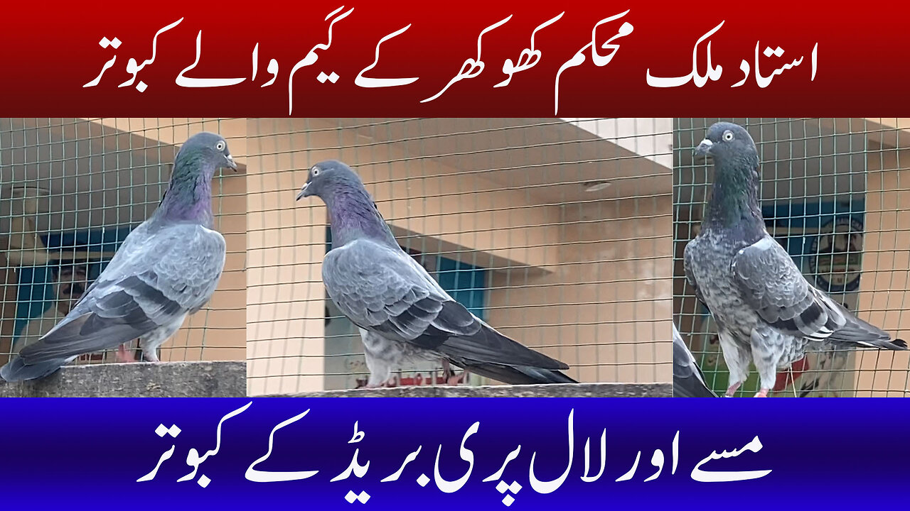 Ustad Malik Mohkam Khokhar 's Game Walay Pigeons Watch In HD Urdu/Hindi