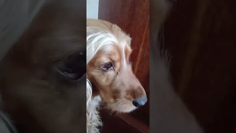 #dog, #собаки , #कुत्ते , #pets , #beautifuldog