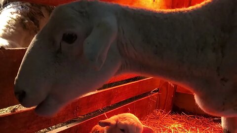 Winter/Spring Lambing 2023 on the Farm