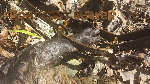 How to catch a beaver by the front foot