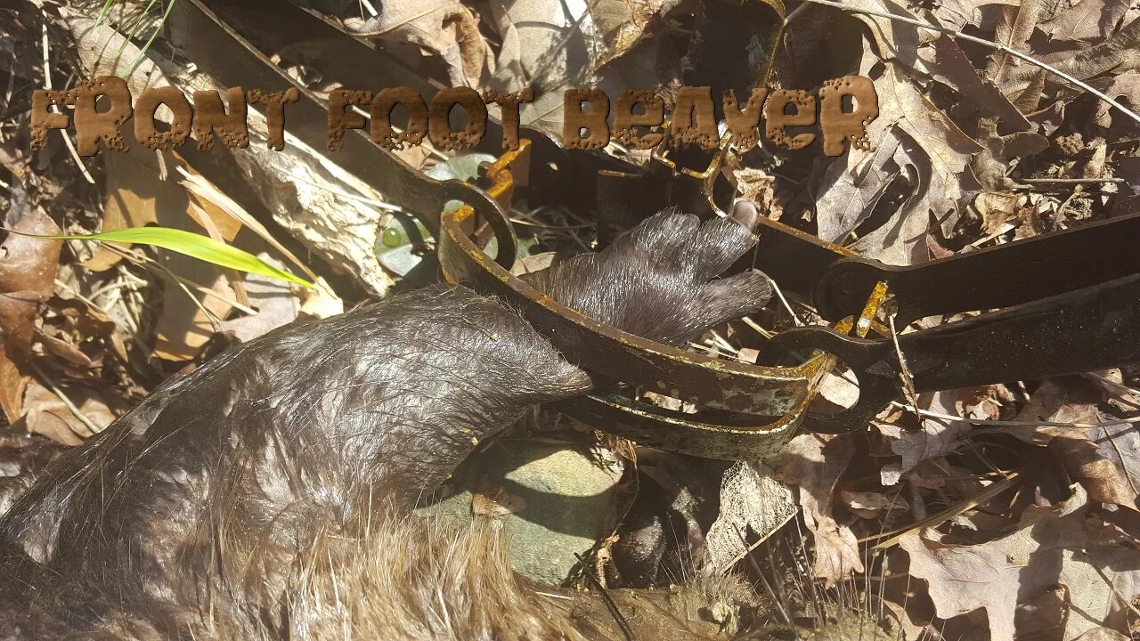How to catch a beaver by the front foot