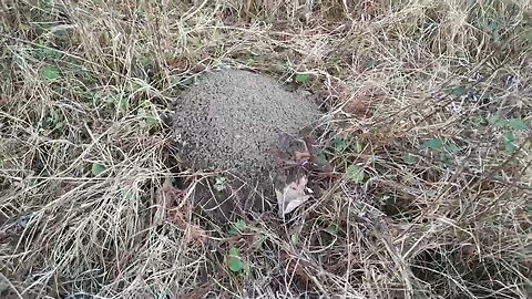 secret deer bed sleeping spot