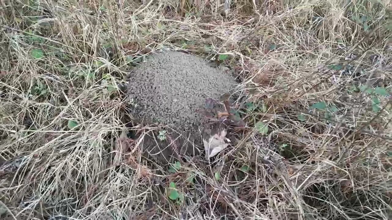 secret deer bed sleeping spot