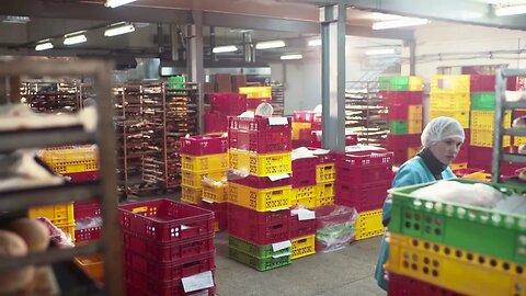 bread manufacturing process workers placing bread into the trays bread manufacturin SBV 316034943 HD