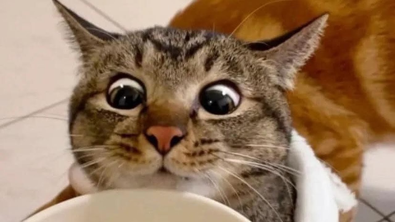 funniest-animals-video
