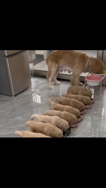 delightful scene of cute puppies sharing a meal together